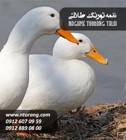 جوجه اردک پکنی 20 روزه